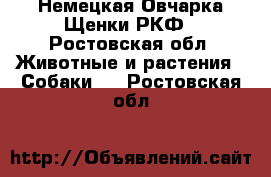 Немецкая Овчарка Щенки РКФ - Ростовская обл. Животные и растения » Собаки   . Ростовская обл.